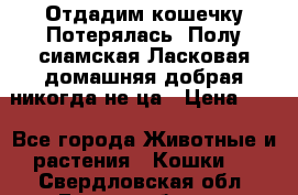 Отдадим кошечку.Потерялась. Полу сиамская.Ласковая,домашняя,добрая,никогда не ца › Цена ­ 1 - Все города Животные и растения » Кошки   . Свердловская обл.,Екатеринбург г.